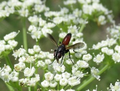 Brullaea ocypteroidea