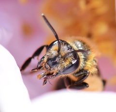 Andrena thaspii