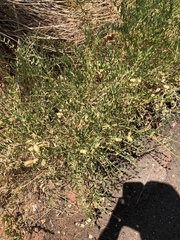 Astragalus praelongus