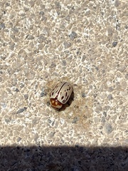 Zygogramma conjuncta pallida