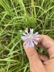 Lactuca pulchella