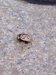 Zygogramma conjuncta pallida