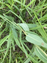 Lactuca pulchella
