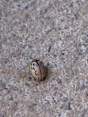 Zygogramma conjuncta pallida