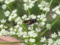 Brullaea ocypteroidea