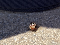 Zygogramma conjuncta pallida