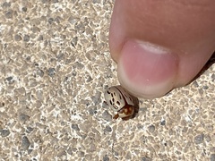 Zygogramma conjuncta pallida