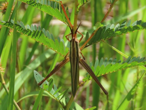Coastal Toothpick Grasshopper photo 5