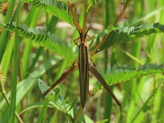Mermiria intertexta