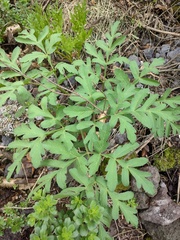 Prionosciadium