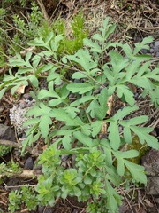 Prionosciadium