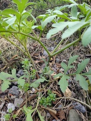 Prionosciadium