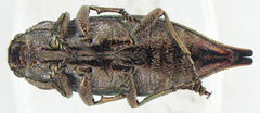Dicerca hesperoborealis