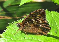 Neope goschkevitschii