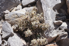 Draba jaegeri