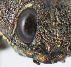 Dicerca hesperoborealis