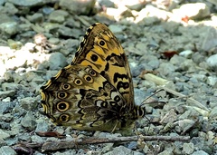 Neope goschkevitschii