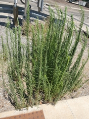 Erigeron canadensis