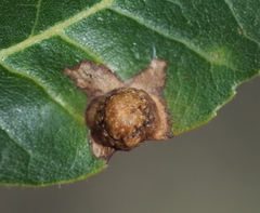 Phylloxera russellae