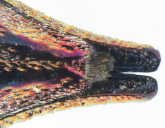 Dicerca hesperoborealis