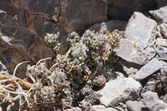 Draba jaegeri