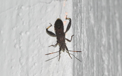 Apidaurus conspersus