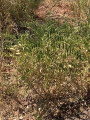 Astragalus praelongus