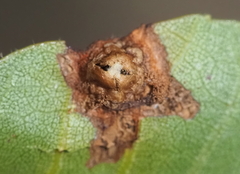 Phylloxera russellae