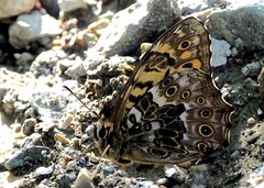 Neope goschkevitschii