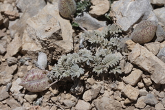 Astragalus platytropis