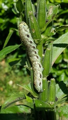 Proserpinus proserpina