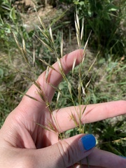 Helictochloa hookeri