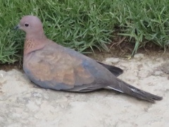 Streptopelia senegalensis