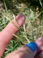 Helictochloa hookeri