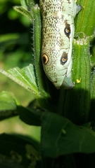 Proserpinus proserpina