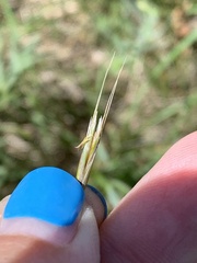Helictochloa hookeri