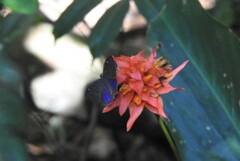 Eurybia molochina