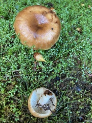 Russula pectinatoides