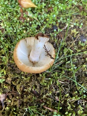 Russula pectinatoides