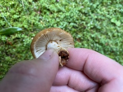 Russula pectinatoides