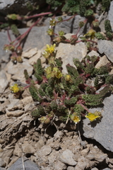 Ivesia cryptocaulis