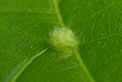 Eriophyes exilis
