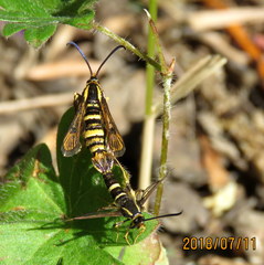 Synanthedon bibionipennis