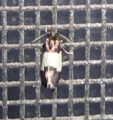 Epiblema tripartitana