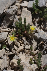 Ivesia cryptocaulis