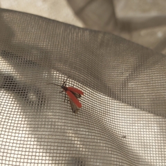 Dictyoptera