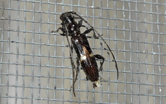 Heterachthes zapopana