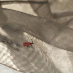 Dictyoptera