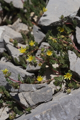 Ivesia cryptocaulis