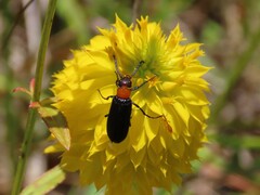 Nemognatha nemorensis